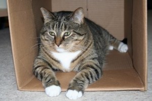 Emmaline in box